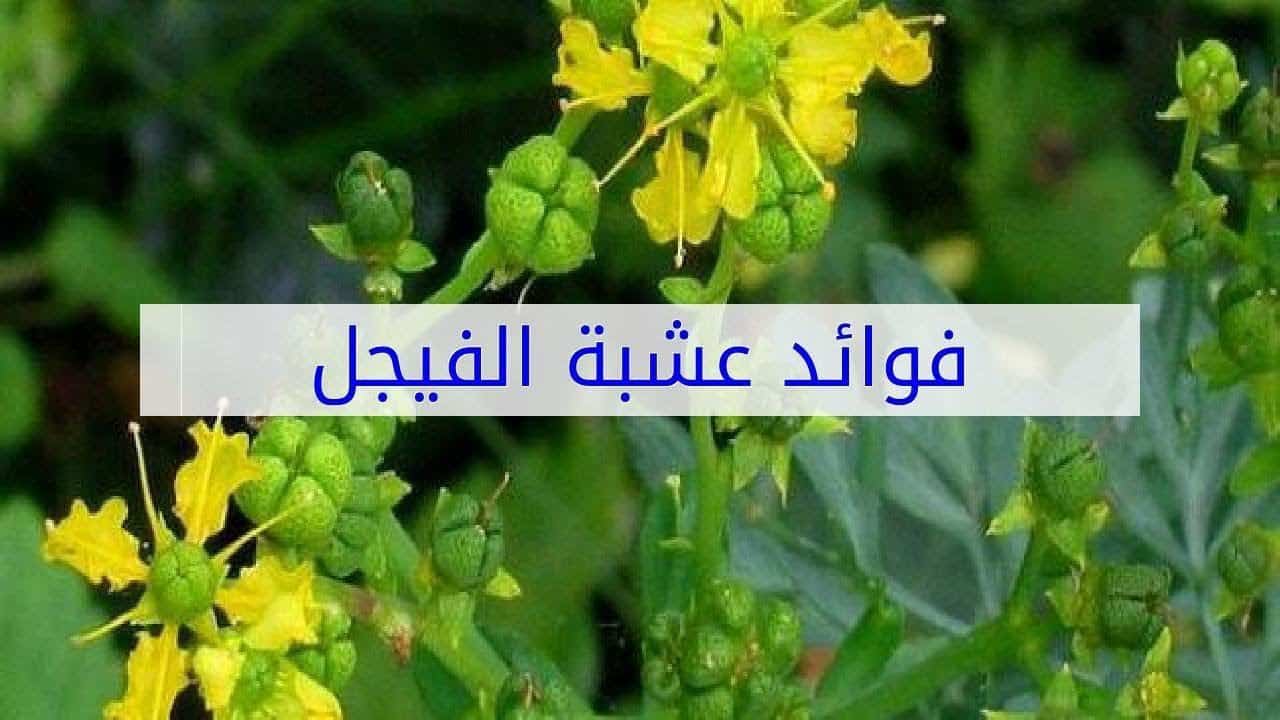 فوائد الفيجل للعين , فوائده كثيرة ومهم جدا