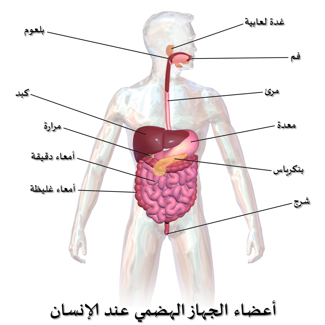 يساعد على الهضم - نحتاجه وخاصة في الشتاء 6376