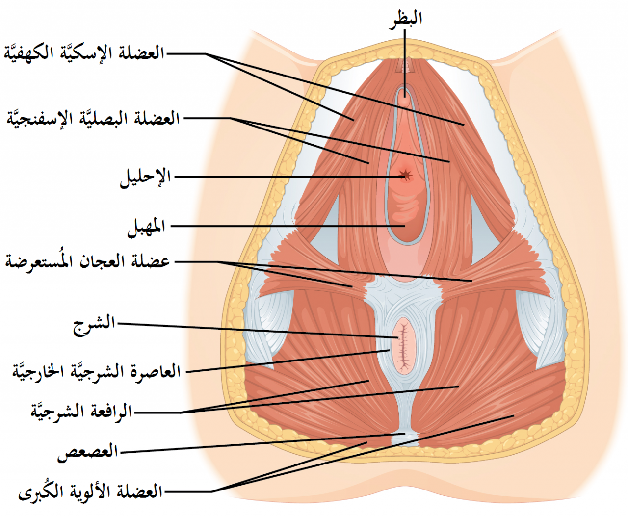 كم طول المهبل- معلومات مهمه يجب ان تعلمها النساء 1793 2