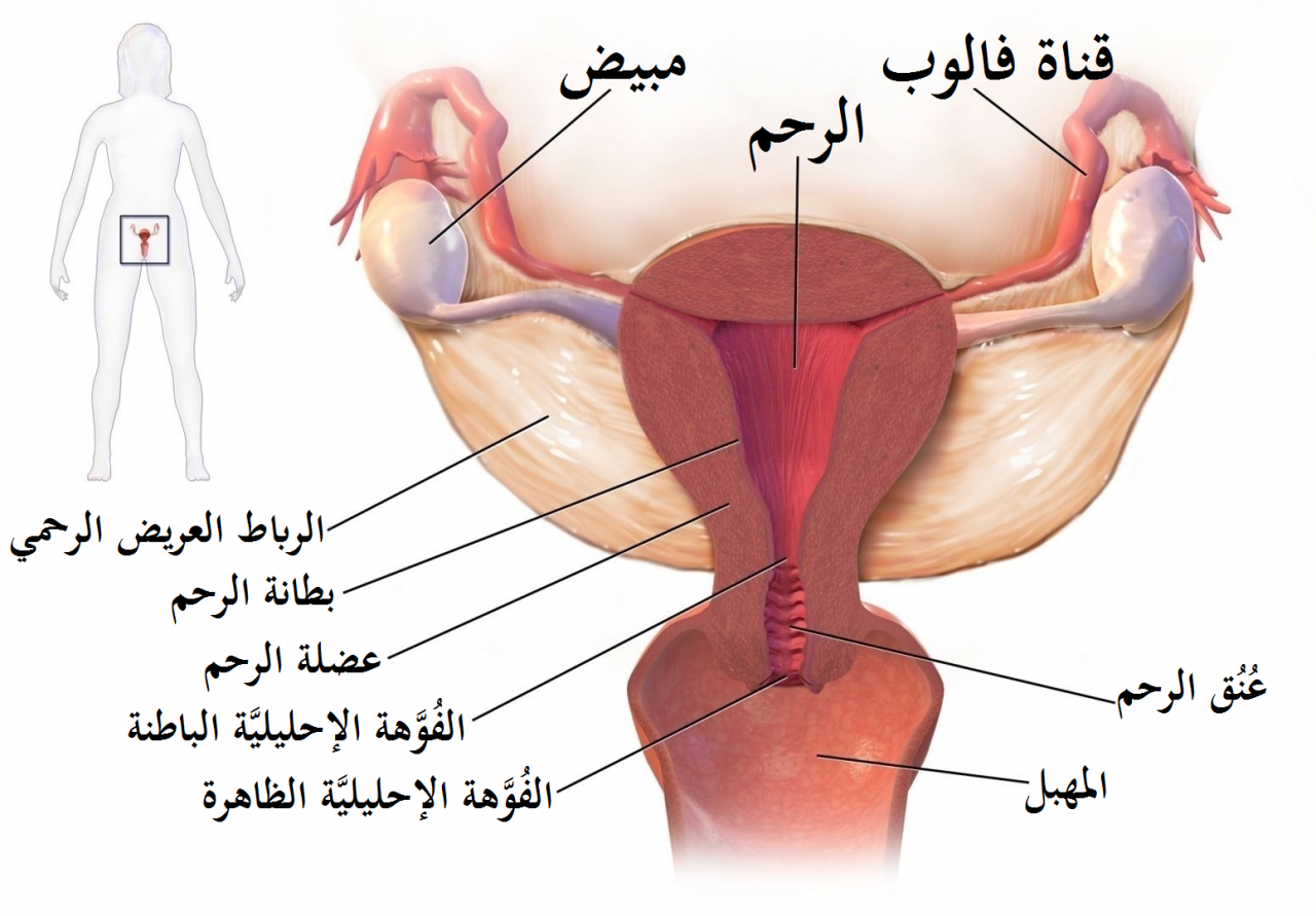 الحمل خارج الرحم بالصور - تعرفي على تفاصيل اكثر عن الحمل خارج الرحم 1699