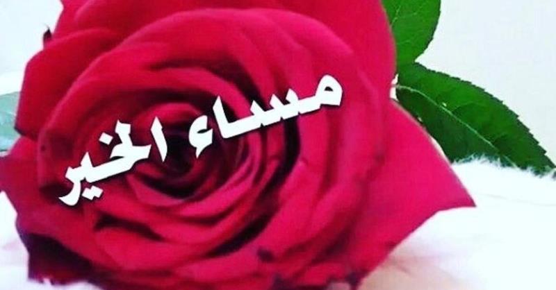 اجمل وردة مساء الخير - وااااو ورود رااائعه وجذابه بالصور 3377 6