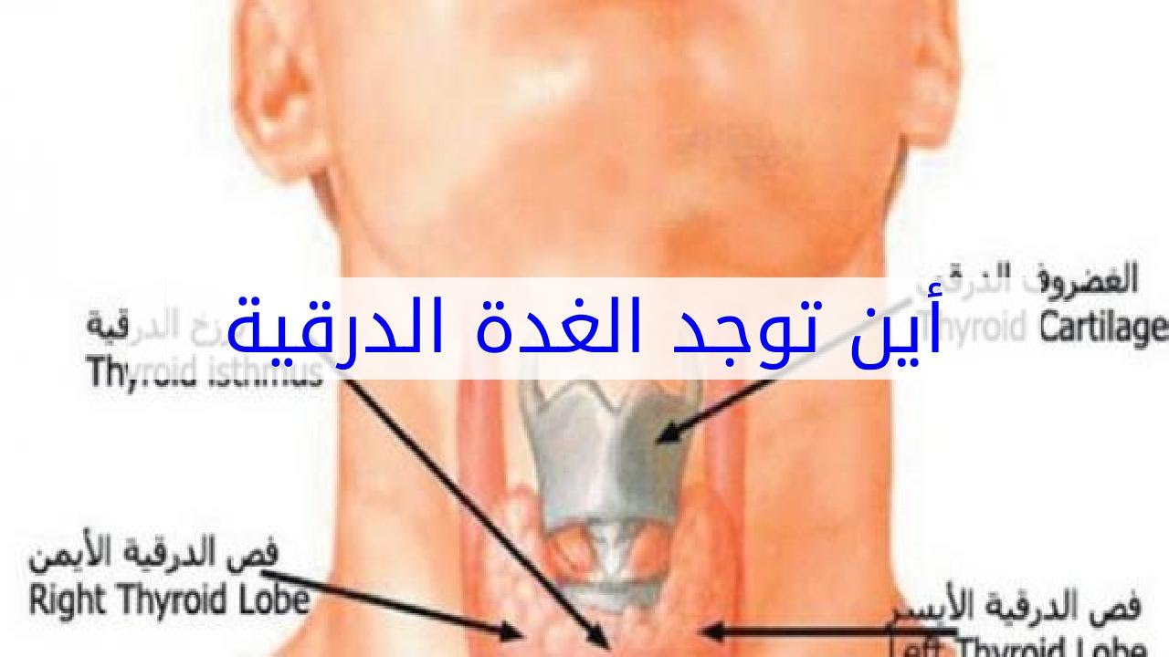 صور الغدة الدرقية - لن تصدق شكل الغدة الدرقية سبحان الله 1666 2