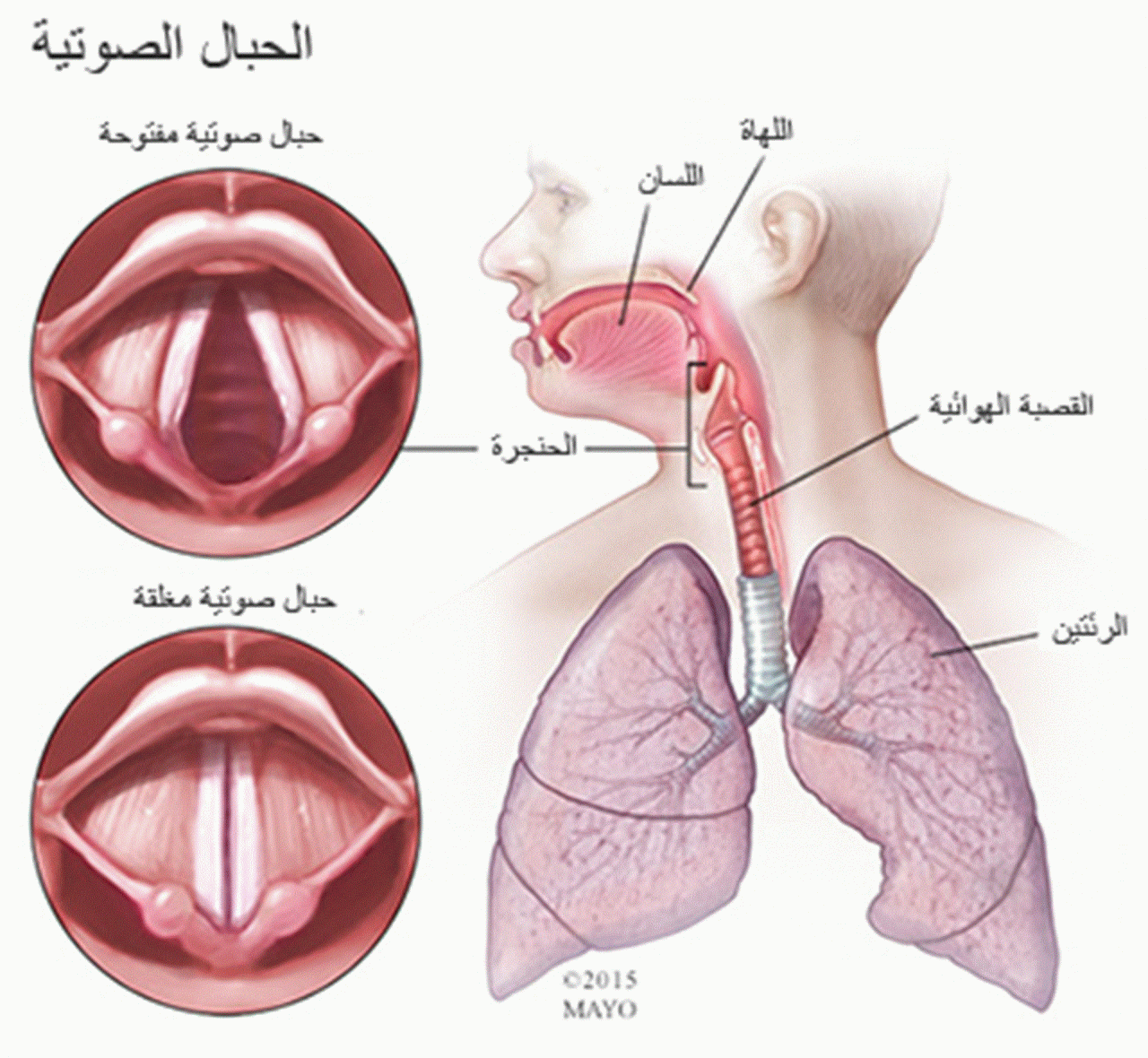 اسباب مرض الدفتيريا - من الامراض مخيفة 1068