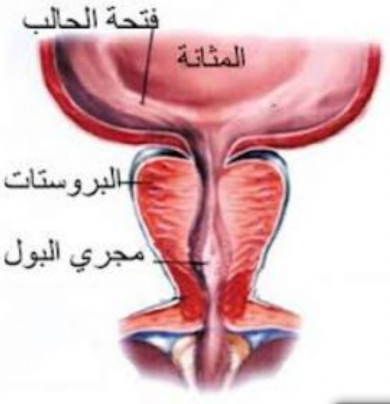 علاج تضخم البروستاتا - اسباب مرض البروستاتا وعلاجها السريع 3297 1