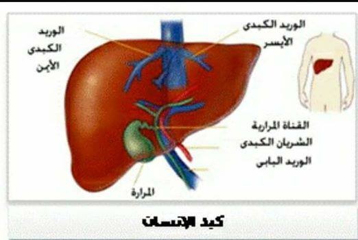 ما هي وظيفة الكبد - معلومات مهمة عن جسم الانسان 1112 1