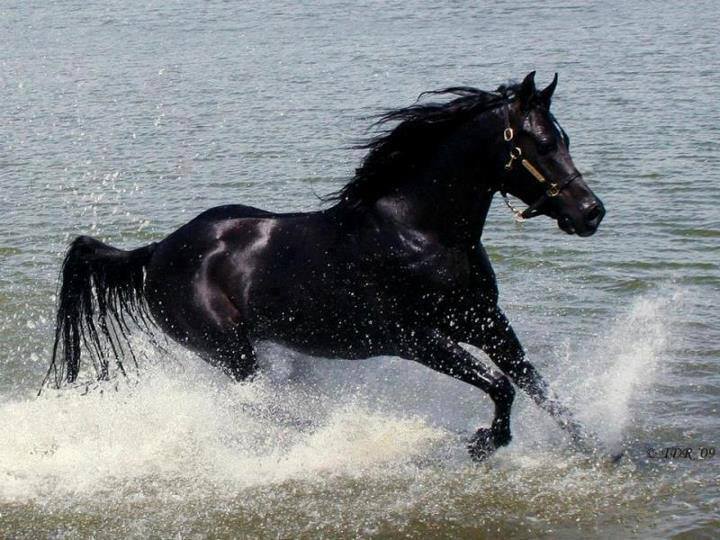 صور اجمل الاحصنة - حصان عربى اصيل لعشاق الاحصنه 3405 1