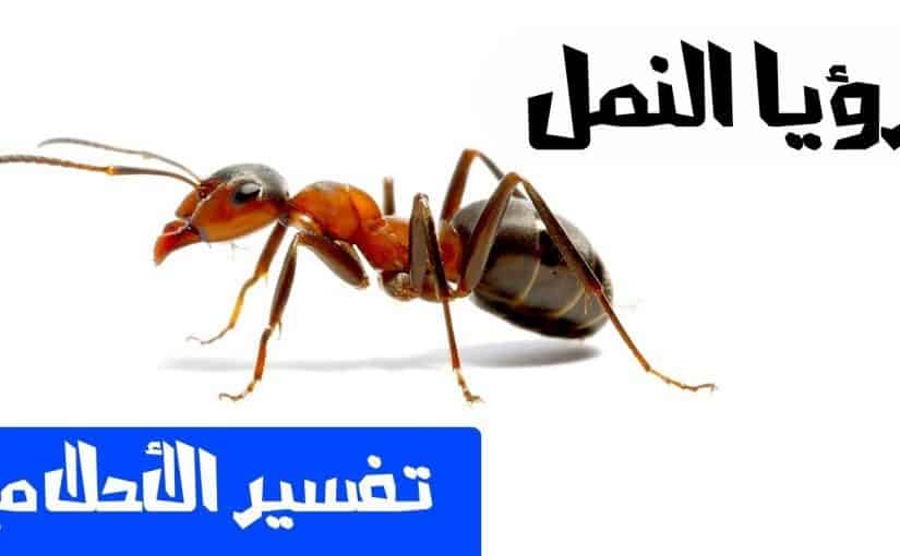 رؤيا النمل الكثير في المنام - ستندهش من تفسير تلك الرؤيه 493 3