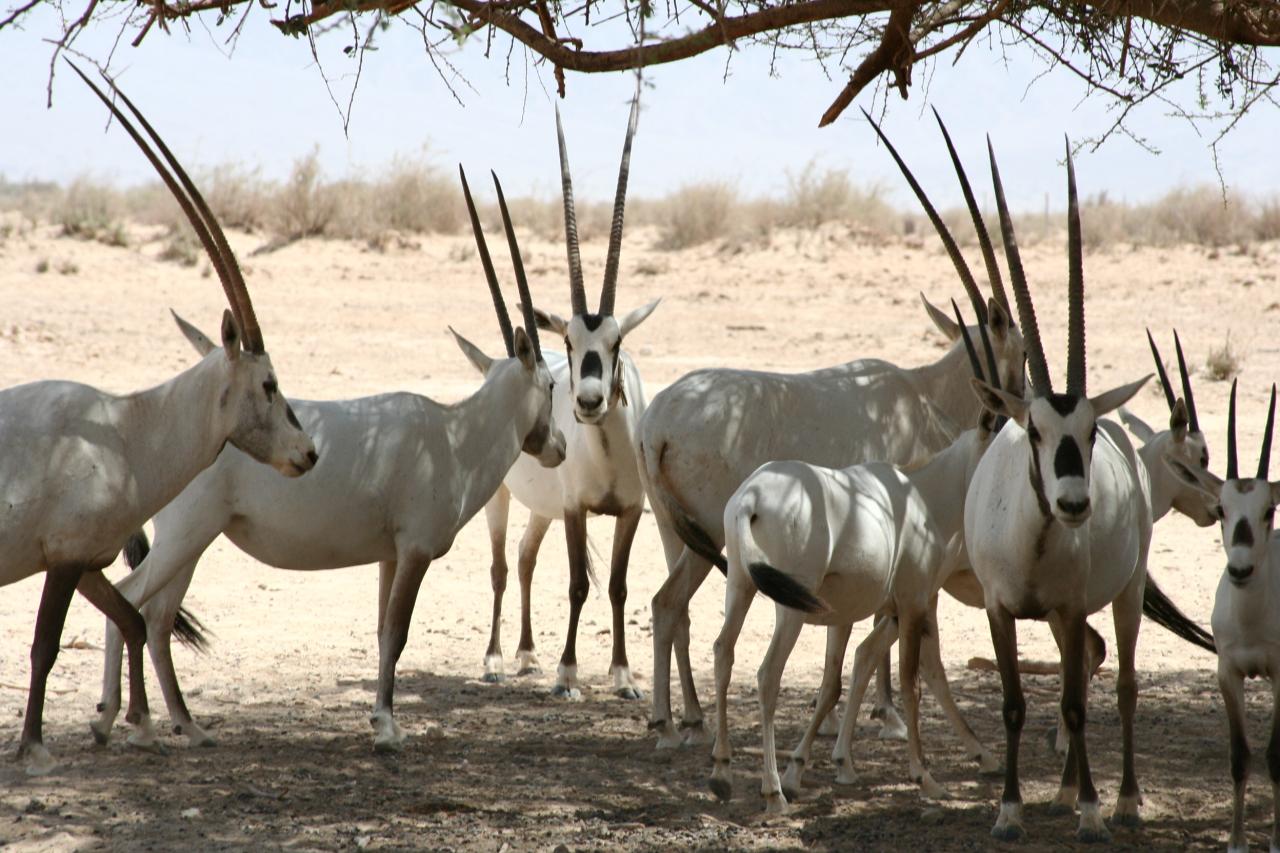 المها العربي صفاته ومواطنه وحركته وغذاؤه مع التوضيح بالصور - هو من اجمل الحيوانات 6572 3