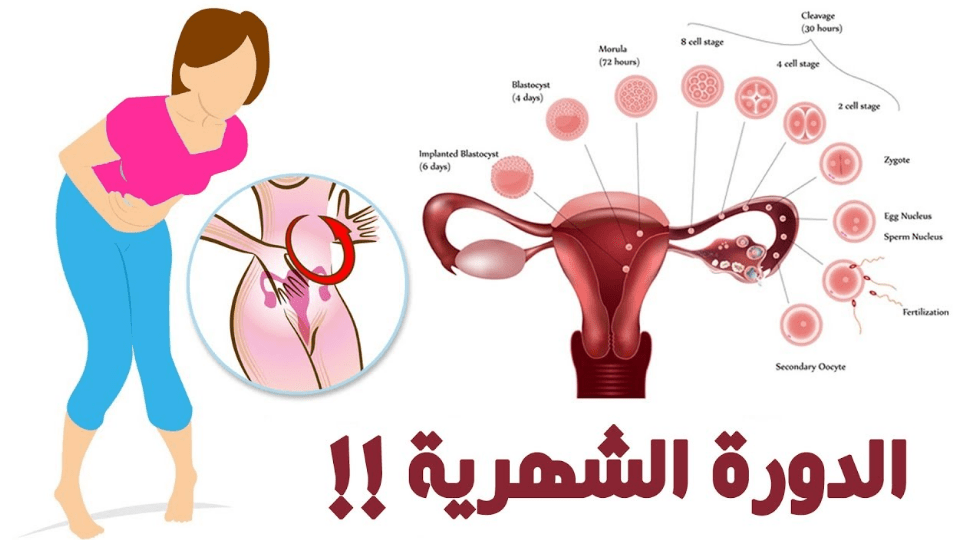 ماذا يحدث اثناء الدورة الشهرية- ما هو الحيض وما هي معلوماتك عنه 460