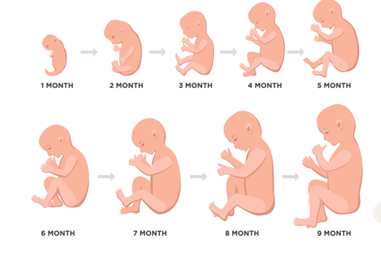 مراحل تكوين الجنين بالصور - مهم لكل سيده حامل 3797