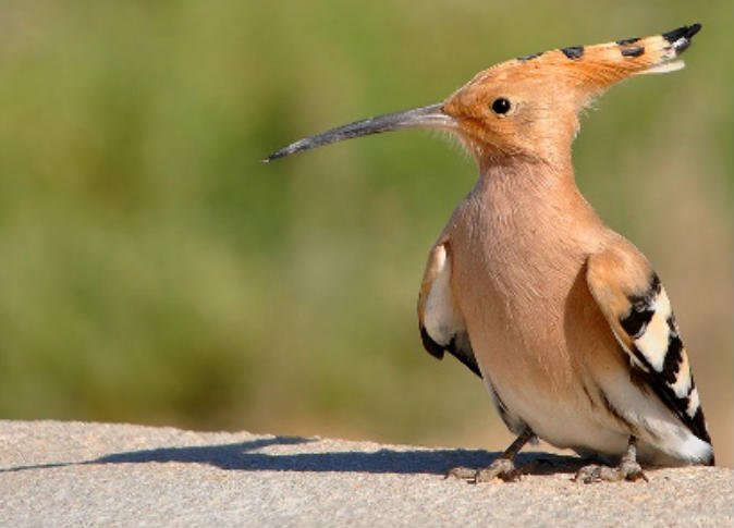 جمع كلمة هدهد , جمع الكلمات الصعبه