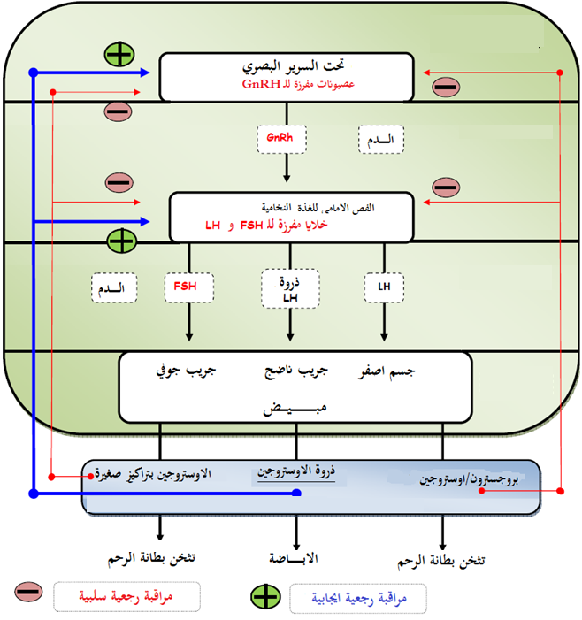 المراقبة تحت السريرية و النخامية للافرازات المبيضية , اهم دروس الثانويه العامه