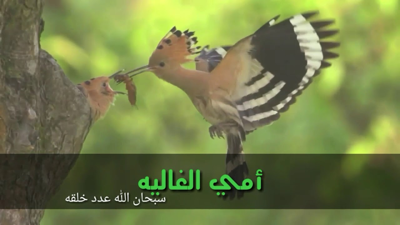 صور متحركه عن الام - ارسلي صور تجنن للام في عيد ميلادها