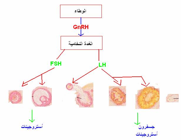 المراقبة تحت السريرية و النخامية للافرازات المبيضية - اهم دروس الثانويه العامه 2265