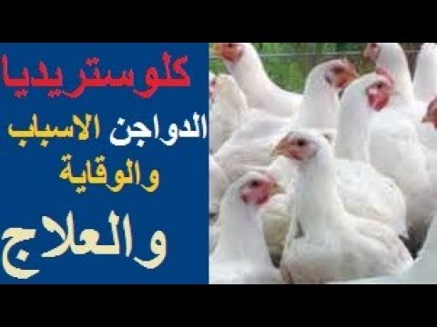 اعراض الكلوستريديا فى الدواجن - اعراض وعلاج مرض الكلوستريديا 3536 1