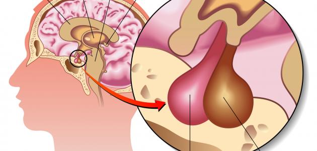 معلومات عن اضطراب الغدة النخامية , مكان الغدة النخامية في جسم الانسان