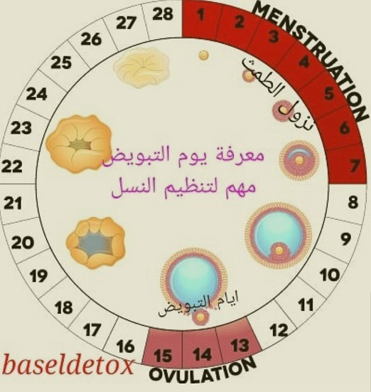 متى يكون التبويض - يهم كل السيدات العرائس 3082 3