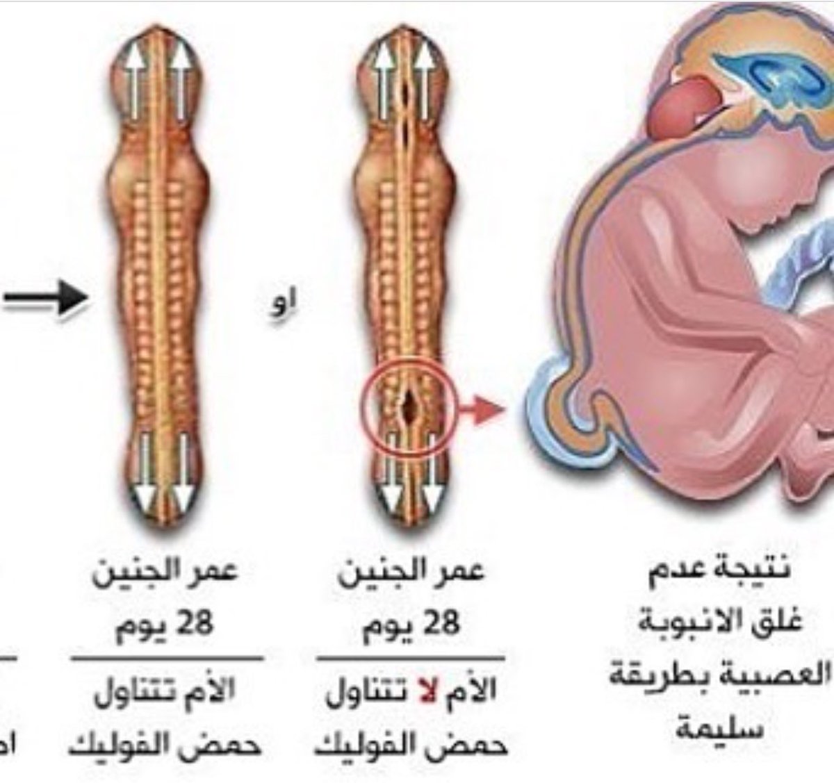 فوائد حمض الفوليك للحامل - تناولي حمض الفوليك لصحة جنينك 929 1