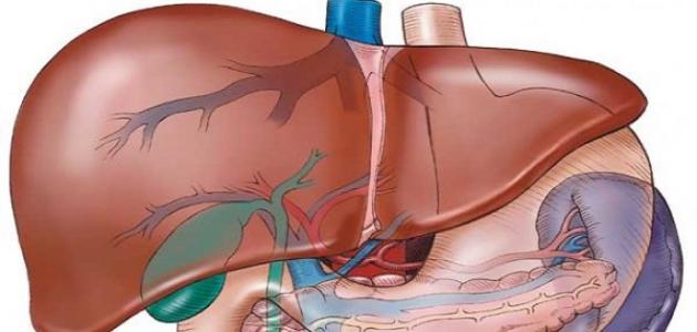 ما هي وظيفة الكبد - معلومات مهمة عن جسم الانسان 1112 2