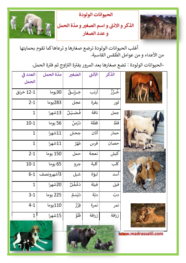 مدة الحمل عند الحيوانات , ماذا تعرف عن فترة الحمل لدي بعض الحيوانات