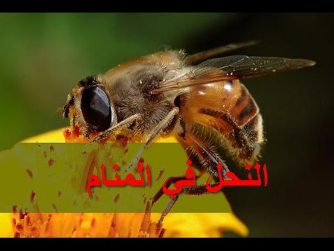 معنى النحل في الحلم - ماذا يحدث لو حلم شخص بالنحل 3340 1