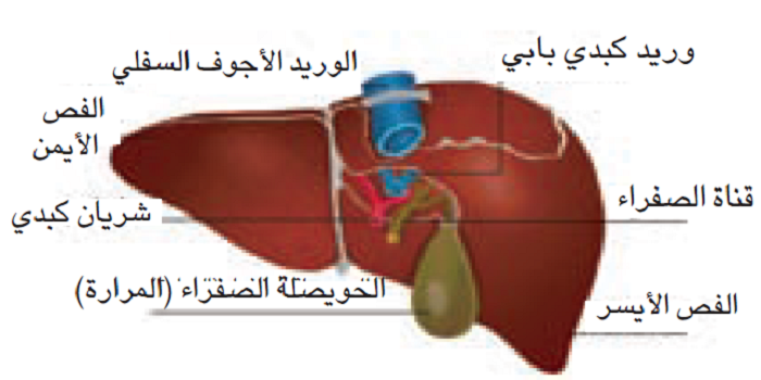 ما هي وظيفة الكبد - معلومات مهمة عن جسم الانسان 1112