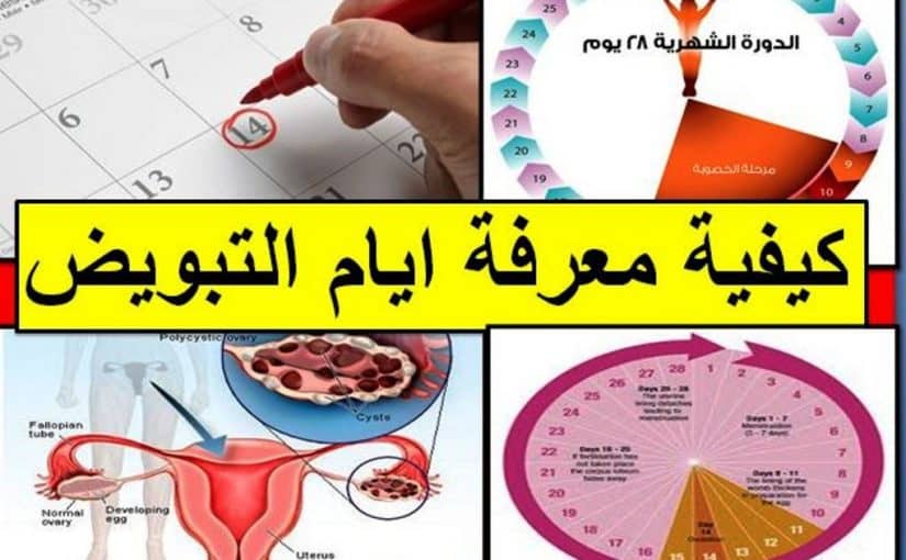 متى يكون التبويض - يهم كل السيدات العرائس 3082 1