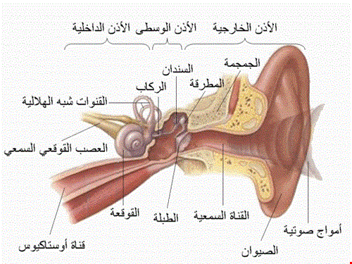 علاج التهاب الاذن الداخلية- في هذه الحالة تعرف على بعض العلاجات 254