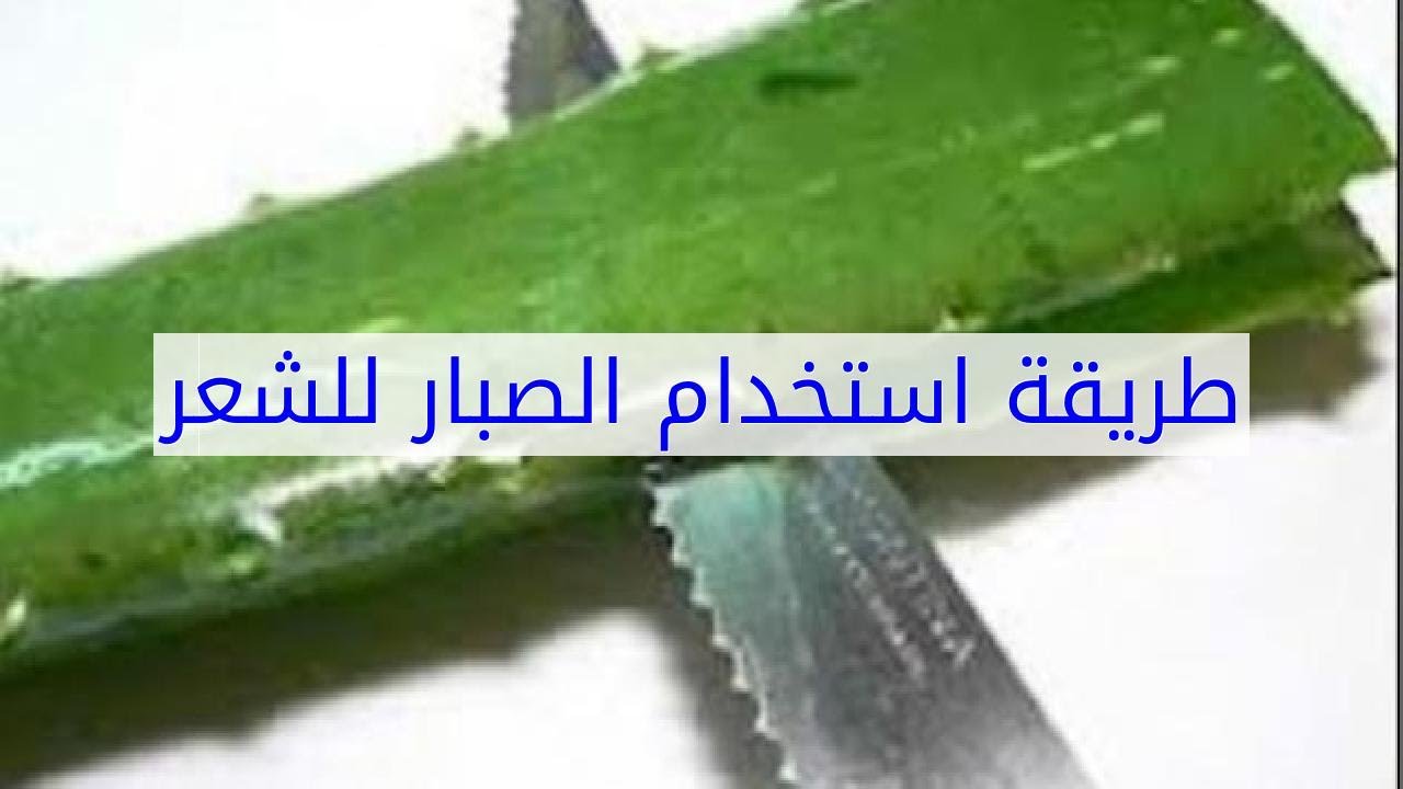 شجرة صبار للشعر , لو عرفتيه مش هتسبيه ابدا