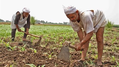 قصيدة عن الفلاح - قصيدة رائعة عن الفلاح المكافح 6078