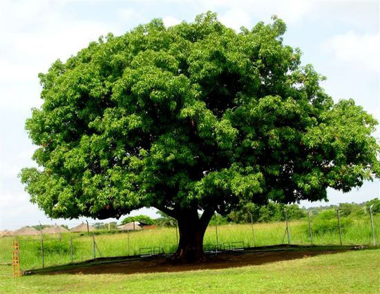 شجرة الزيتون في المنام ما معنى رؤيتك لشجرة لزيتون فى الحلم غرور