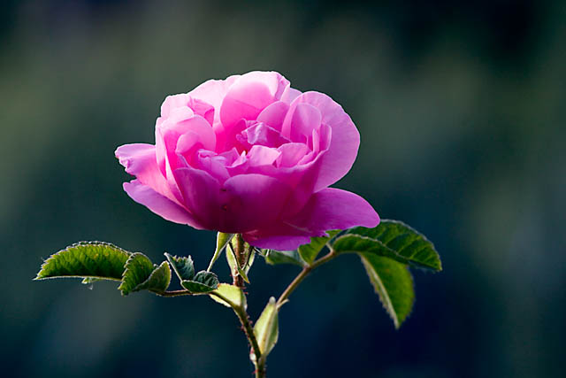 وردة جميلة جدا , صور روووعه لاجمل الورود للتهنئه - غرور وكبرياء