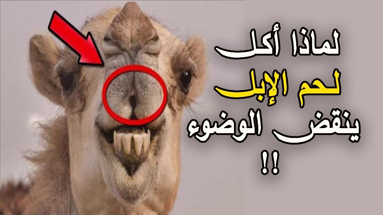 لماذا نتوضا بعد اكل لحم الابل , غريب هل هذا صحيح