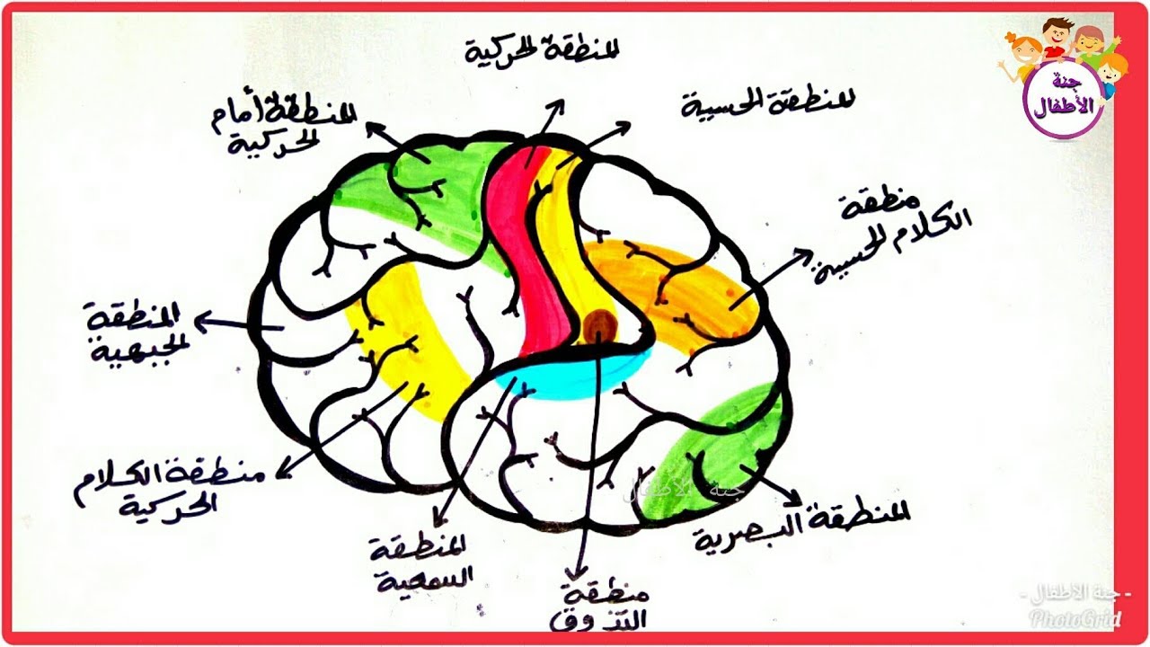 رسم المخ للاطفال , هو من اصعب شئ