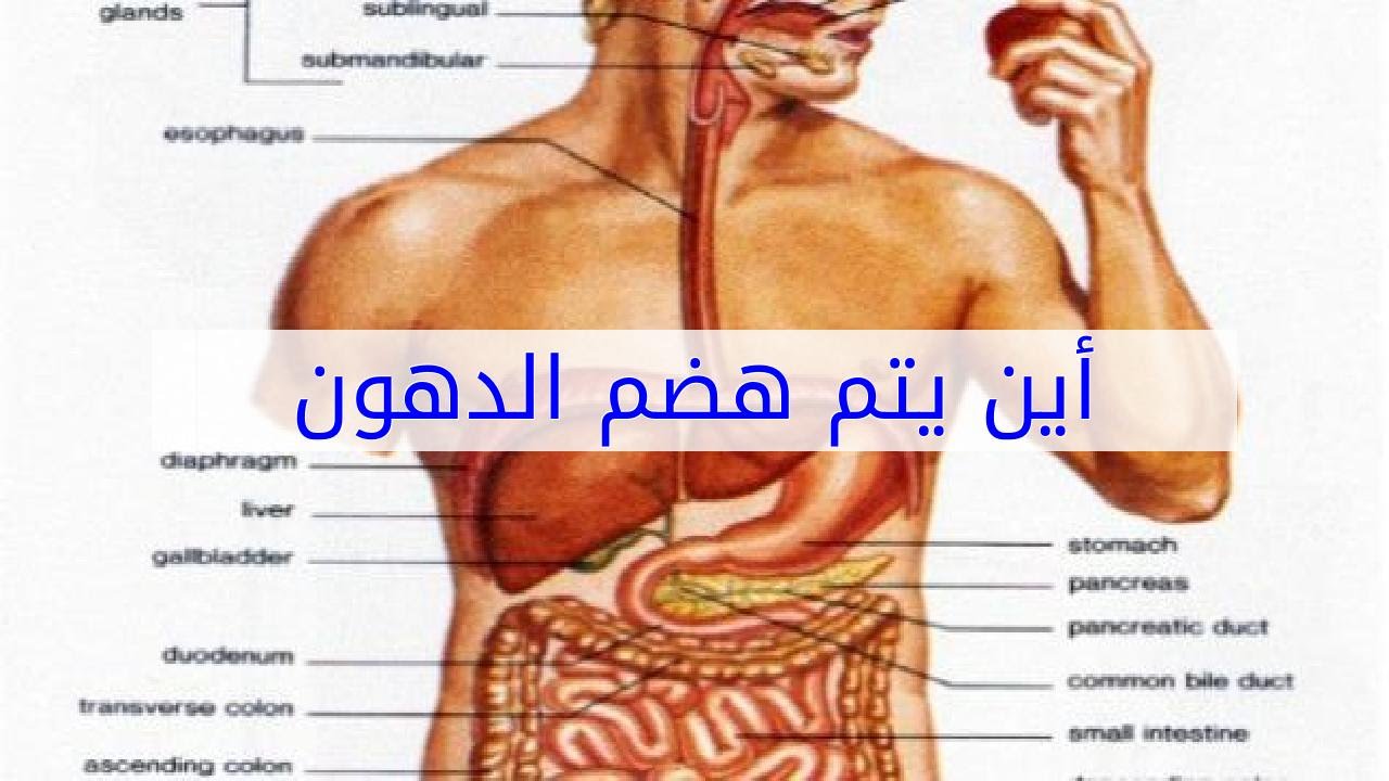 اين يتم هضم الدهون , نريد ان نعرفه جميعنا