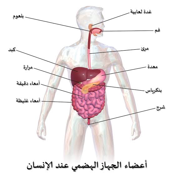 اين يوجد الكبد , بعض من الاشخاص لا تعرف مكانه